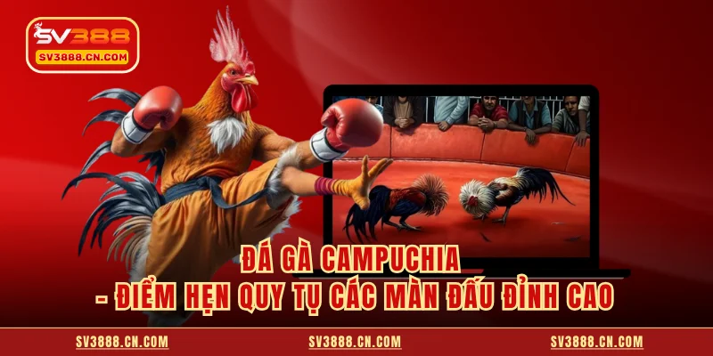 Đá Gà Campuchia - Điểm Hẹn Quy Tụ Các Màn Đấu Đỉnh Cao