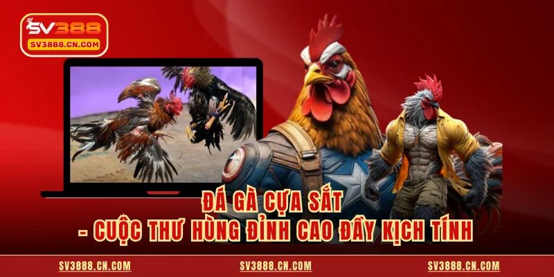 Đá Gà Cựa Sắt - Cuộc Thư Hùng Đỉnh Cao Đầy Kịch Tính