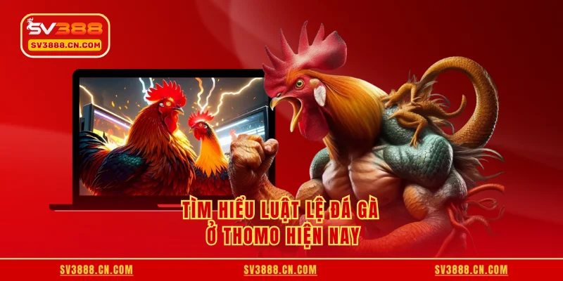 Tìm hiểu luật lệ đá gà ở Thomo hiện nay